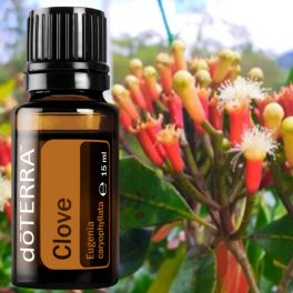   dōTERRA Clove - Szegfűszeg - meleg, fűszeres esszenciális olaj