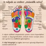 WHIEDA KORREKCIÓS TALPBETÉT